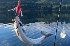 JAB Kokanee
