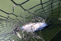 IMG_0960