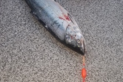 IMG_4876-1